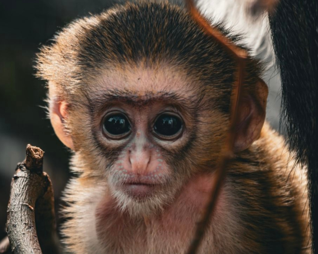De Brazza Monkey at Fife Zoo.