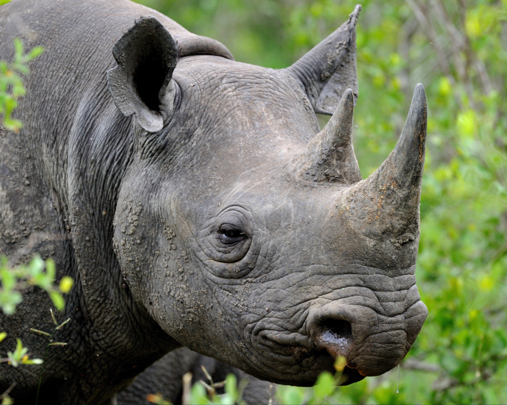 Endangered Black Rhino