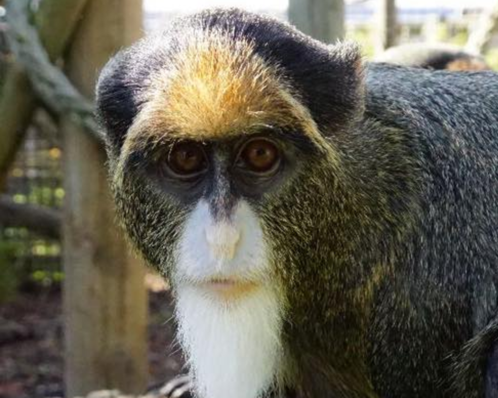 De Brazza Guenon.