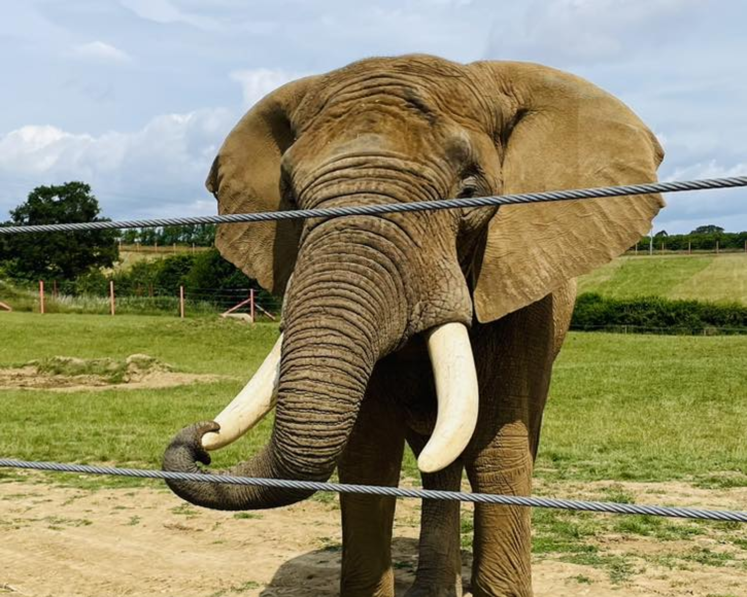 Elephant at Noah's Ark Zoo Farm