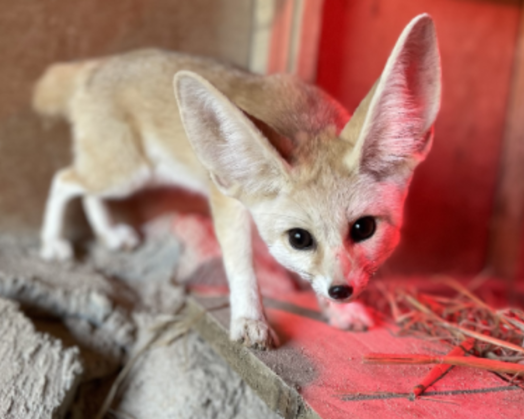 Fennec Fox at All Things Wild, Worcestershire.