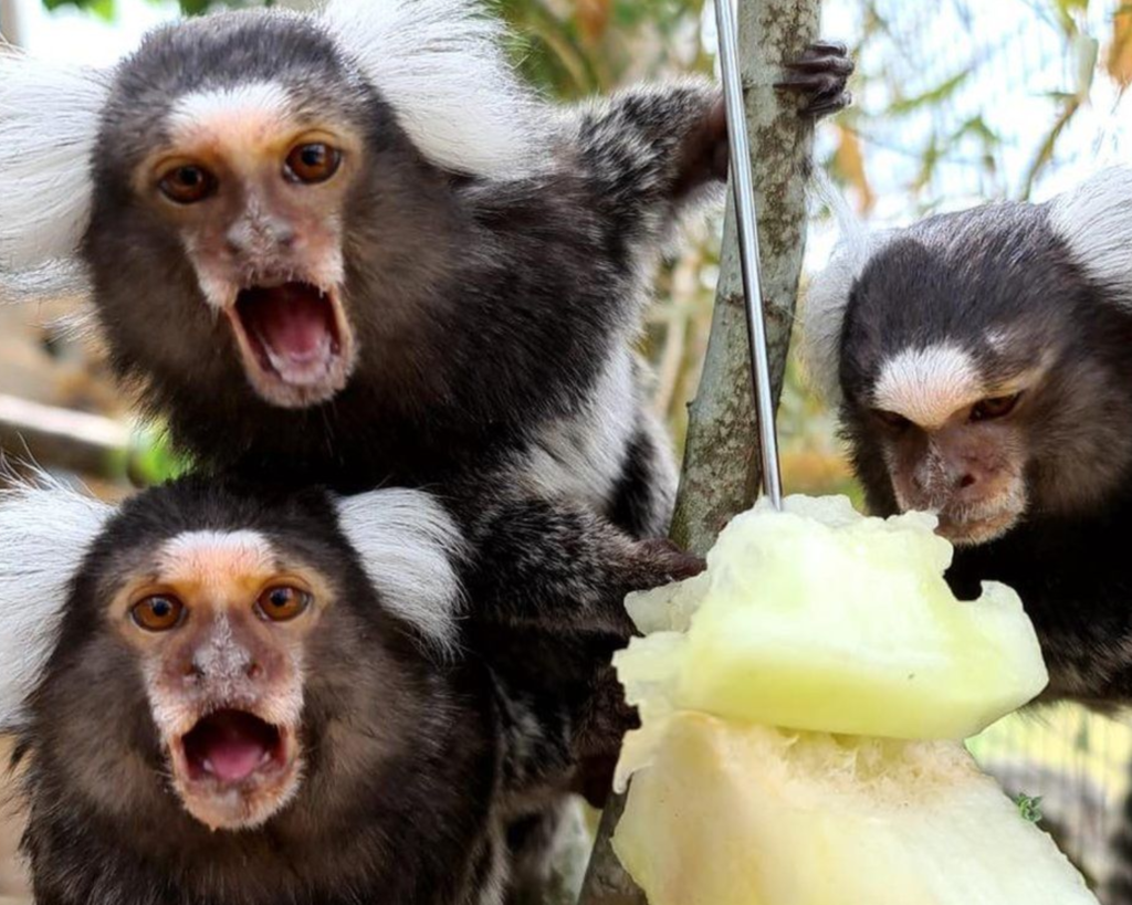 Marmosets at Fife Zoo