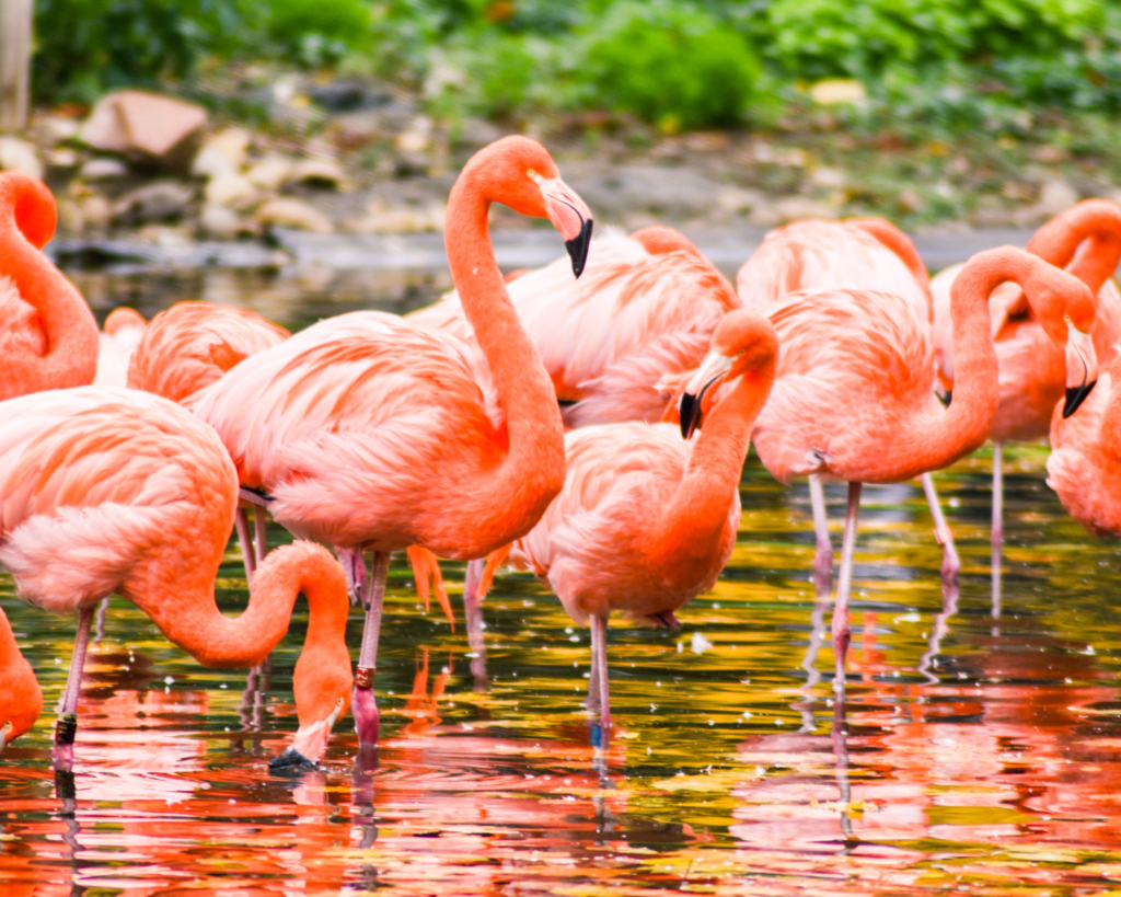 Flamingos at Auchingarrich Wildlife Park