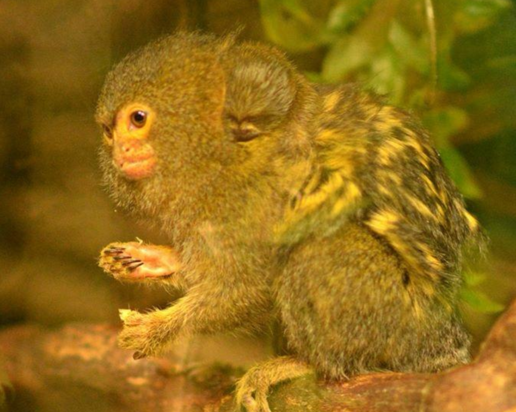 Pygmy Marmoset Mother and Baby