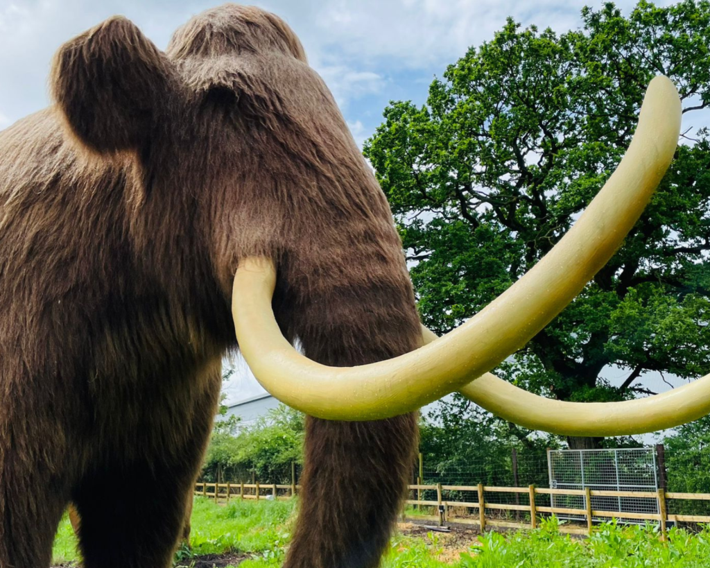 Meet a Mammoth