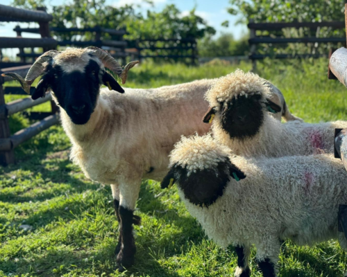 Valais Blacknose Sheep Valais Blacknose Sheep