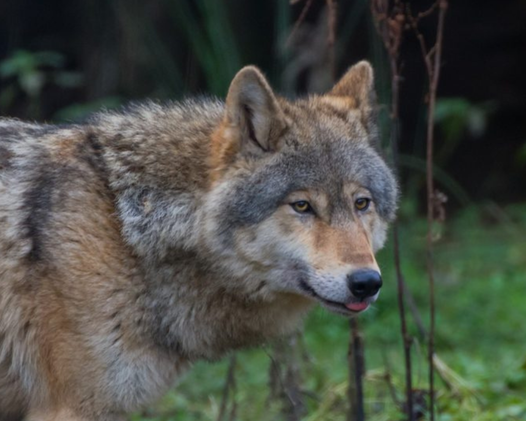 European Wolf at Hoo Zoo