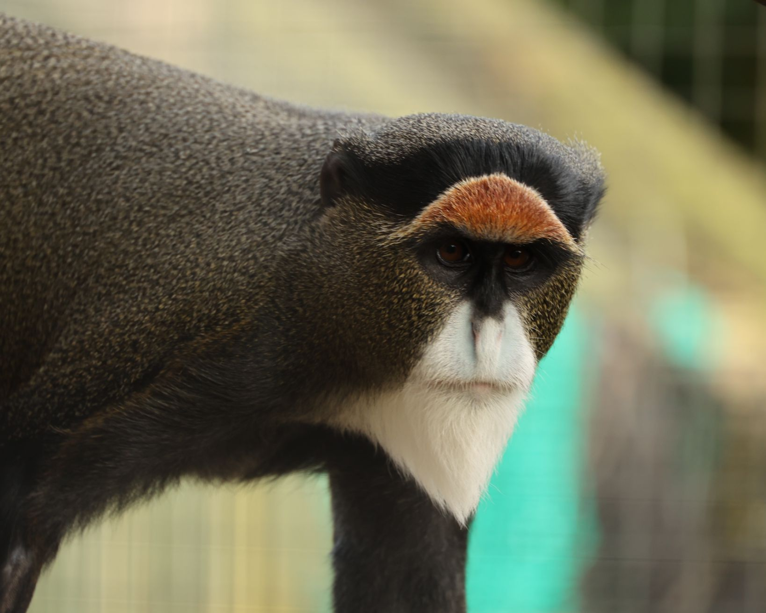 Swamp Monkey looking at camera