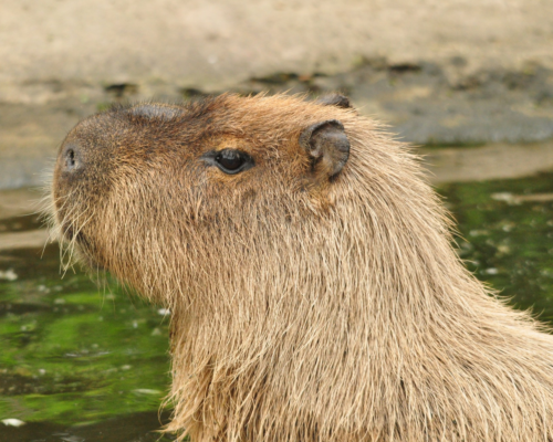 Cinnamon the Capybara is captured after a week on the run from Hoo Zoo and Dinosaur World.