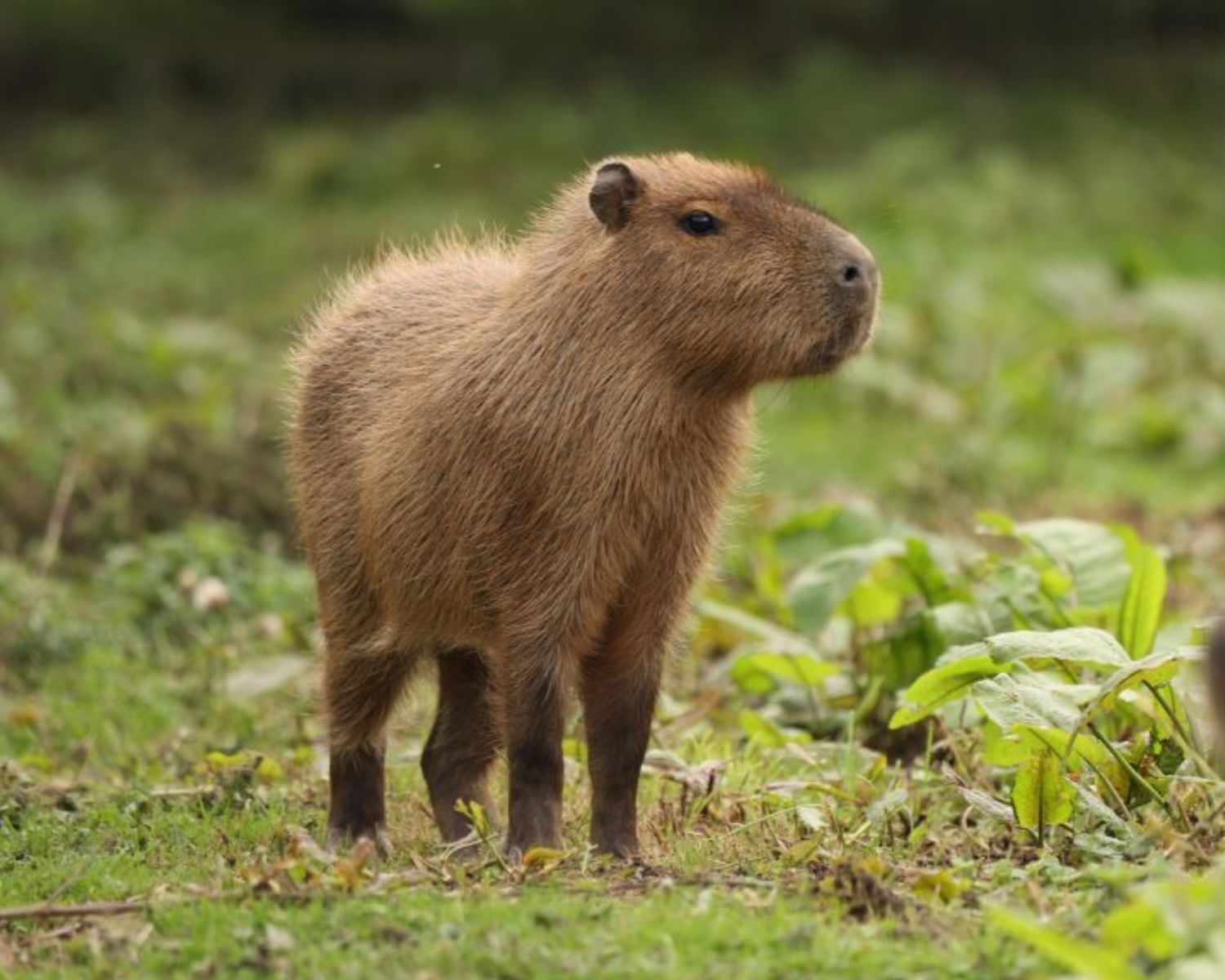 Capybara Missing Marwell Zoo