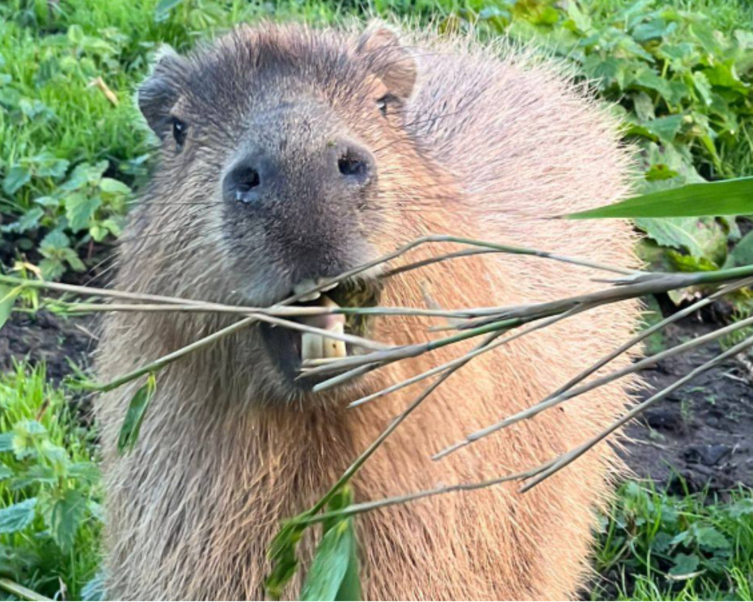 Capybaras at Hoo Zoo and Dinosaur World enjoy the mud!