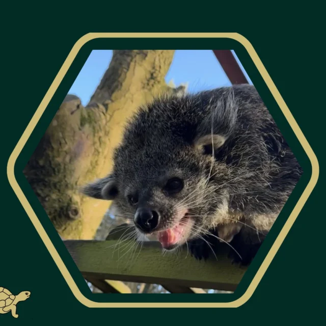 ✨ Happy World Binturong Day!

🤳 We recently had the opportunity to film with these fascinating animals for a client project and yes, they really do smell like buttered popcorn.

😊 Binturongs might not be the most famous faces in the animal kingdom, but they’re full of character and play an important role in their ecosystems. Sadly, they’re also facing increasing threats in the wild due to habitat loss and illegal trade.

🙌🏻 It’s always a privilege to help tell the stories of species like this and to work with organisations who care deeply about their conversation.