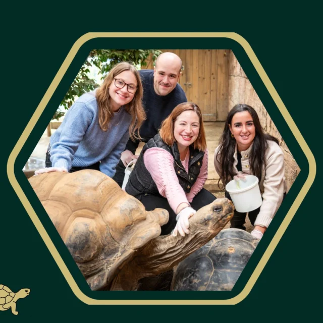 Happy World Turtle Day! 🌊

Today we honour the second-best shelled animal on the planet... 😅

Yours sincerely,
#TeamTortoise 🫣🐢