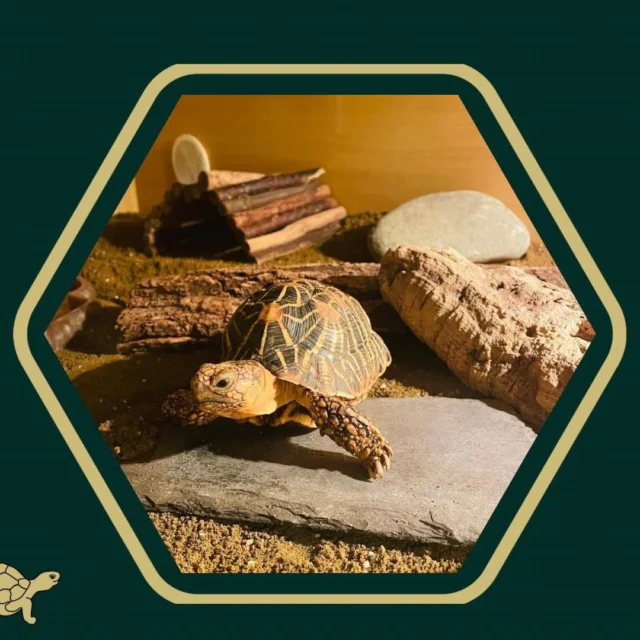 🤗 Today marks Endangered Species Day, and we’re starting close to home with a very special team member.

🐢 Meet Fred, our office Indian Star Tortoise. Fred has a breeding recommendation and, when a suitable female is found, he’ll play a key role in supporting a healthy captive population for his critically endangered species.

🤝 We’re also proud to support clients who champion conservation through breeding, education and care.

💚 Want to know how Fred, rhinos, and a pair of very sore feet all tie together? Head to Tortoise Talk on our website to find out more!

 #endangeredanimals #endangeredspecies #EndangeredSpeciesDay