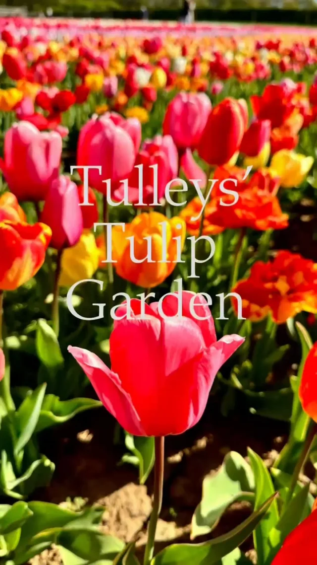 😅 Our local version of the Chelsea Flower show. 

🌷A few weeks ago, we took a trip to @hattonadventureworld to check out their stunning tulip fields!

😊 Watch our vlog see Tash and Lilly showing off the beautiful blooms and what makes this place worth a visit.
